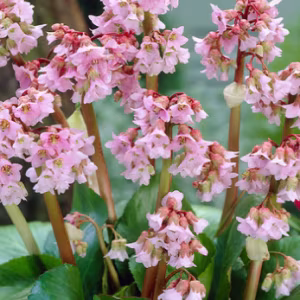 Bergenia 'Baby Doll'