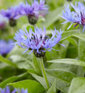Centaurea Montana (Cornflower)