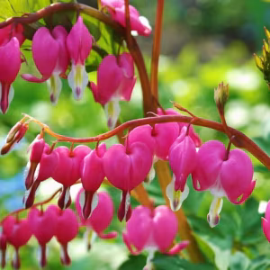 Dicentra Spectabilis