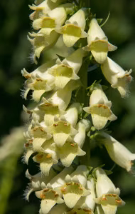 Digitalis Lutea
