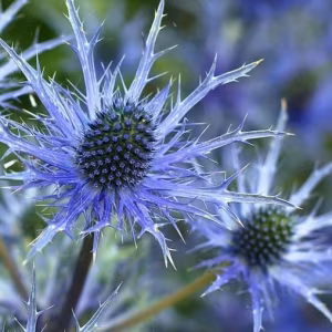 Eryngium Planum