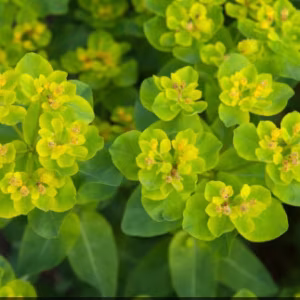 Euphorbia Polychroma