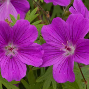 Geranium Sanguineum 'New Hampshire Purple'