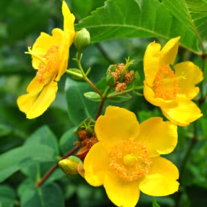 Hypericum Hidcote