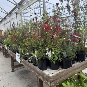 20 x Perennial Assorted Mix 2L / 3L