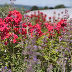 50 x Shrub & Perennial Assorted Mix 2L / 3L