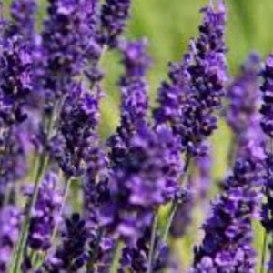 Lavandula Angustifolia 'Hidcote'