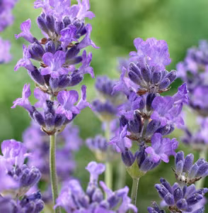 Lavandula Angustifolia 'Munstead'