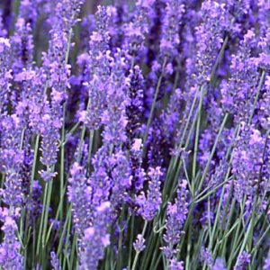 Lavandula x Intermedia 'Phenomenal'