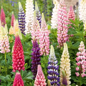 Lupin 'Russell Hybrids'