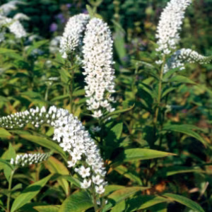 Lysimachia Clethroides