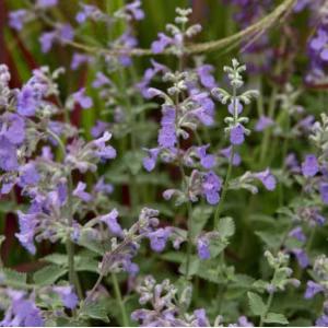 Nepeta Faassenii 'Six Hills Giant'
