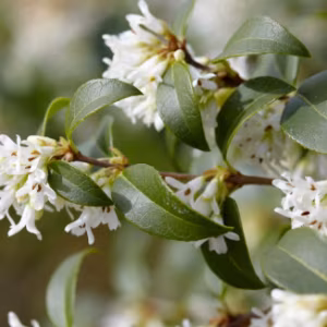 Osmanthus x Burkwoodii