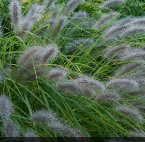 Pennisetum 'Alopecuroides'