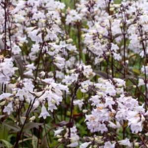 Penstemon Digitalis 'Husker Red'