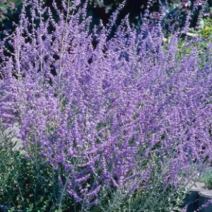 Perovskia Atriplicifolia 'Blue Spire'