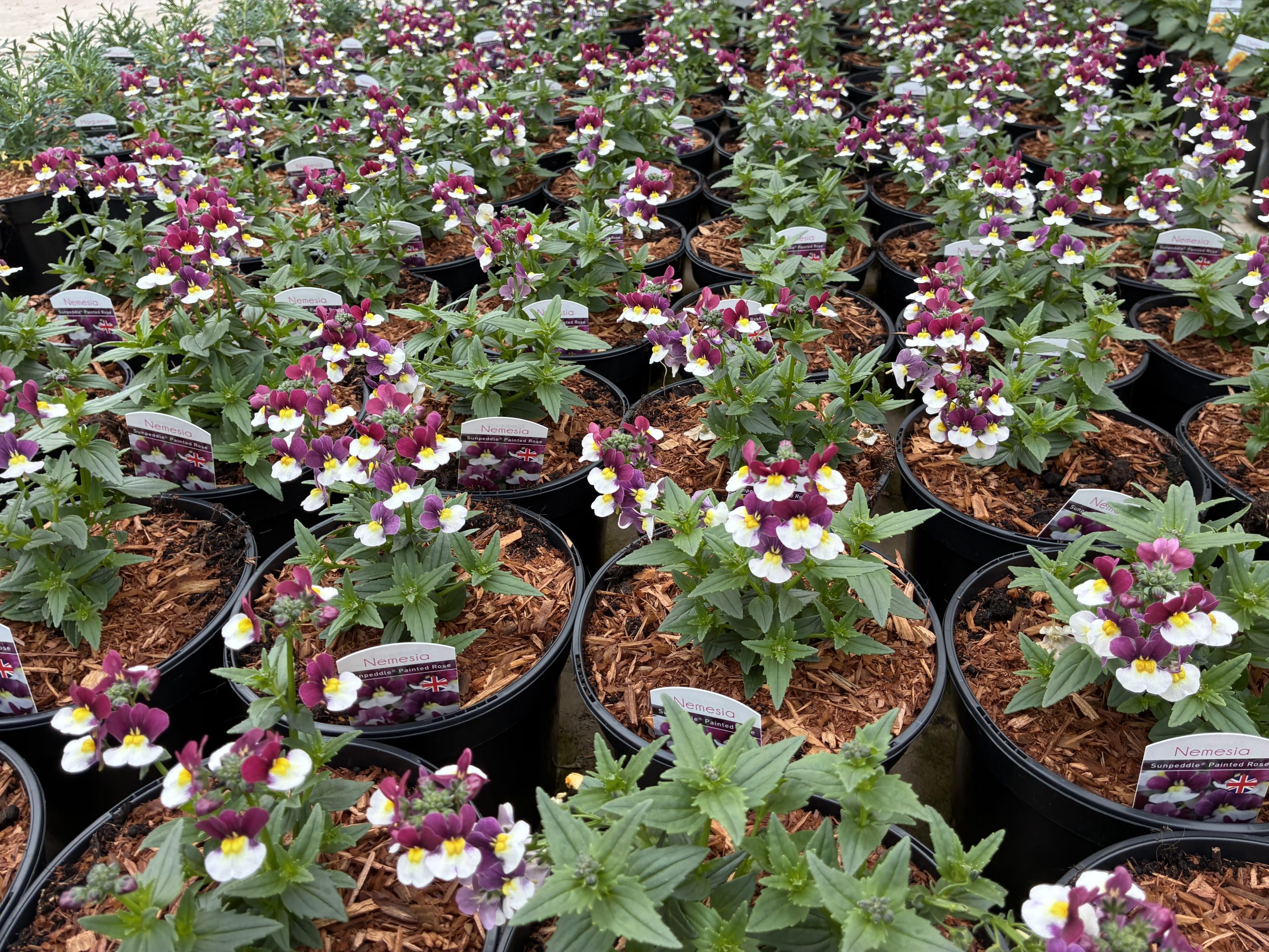 Bedding Plants & Annuals