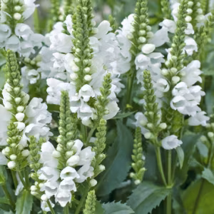 Physostegia Virginiana 'Alba'