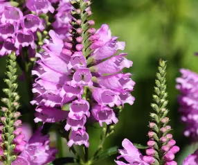 Physostegia Virginiana