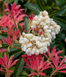 Pieris 'Forest Flame'