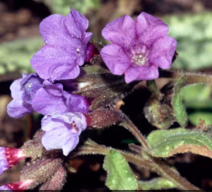 Pulmonaria 'Margery Fish'