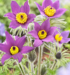 Pulsatilla Vulgaris