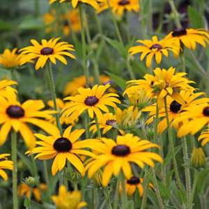 Rudbeckia Fulgida ' Goldsturm'
