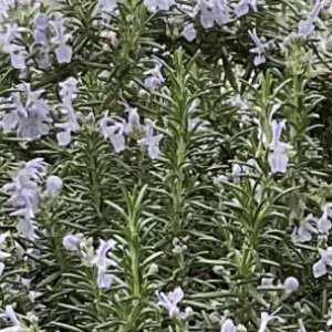 Salvia Rosmarinus 'Haifa'