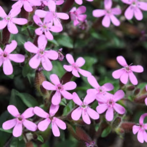 Saponaria Ocymoides