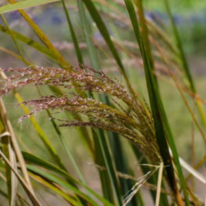 Stipa Arundinacea (Pheasant's Tail Grass)