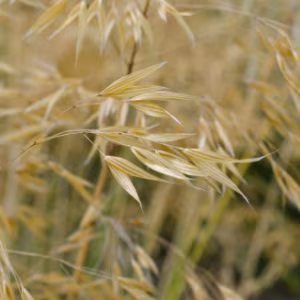Stipa Gigantea