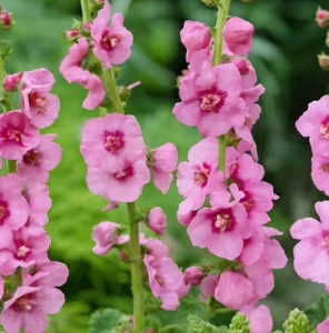 Verbascum 'Pink Domino'
