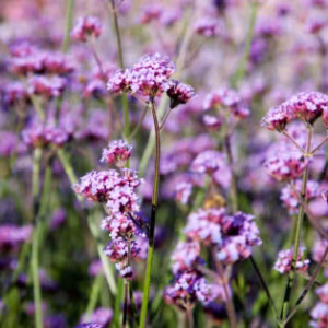 Verbena 'Bonariensis'