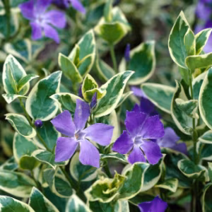 Vinca Major Variegata