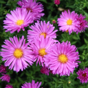 Aster Dumosus 'Kassel'