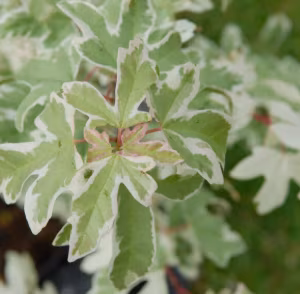 Acer campestre 'Carnival'