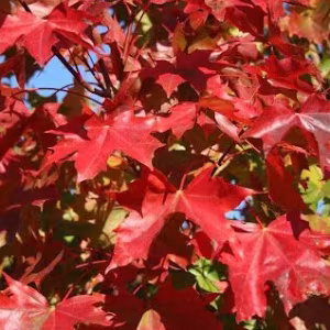 Acer platanoides 'Norwegian Sunset'
