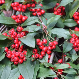 Cotoneaster 'Hybridus Pendulus'