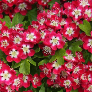 Crataegus Crimson cloud