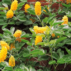 Cytisus Battandieri