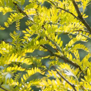 Gleditsia Sunburst