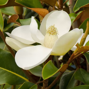 Magnolia Grandiflora 'Bracken's Brown Beauty' (Evergreen Magnolia)