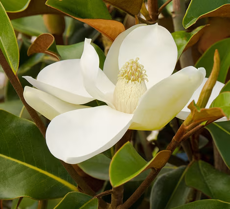 Magnolia Grandiflora 'Bracken's Brown Beauty' (Evergreen Magnolia)