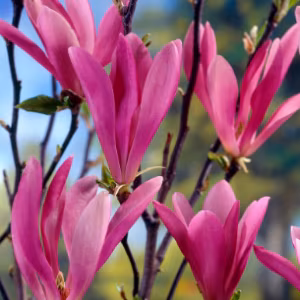 Magnolia Stellata x Lili 'Susan'