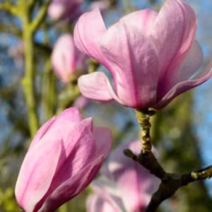 Magnolia Denudata 'Festirose'
