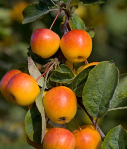 Malus Butterball