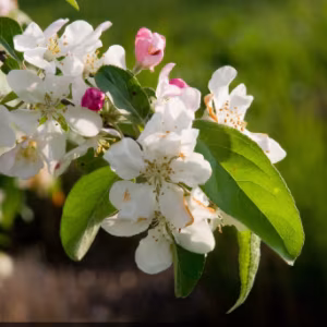 Malus 'Gorgeous'