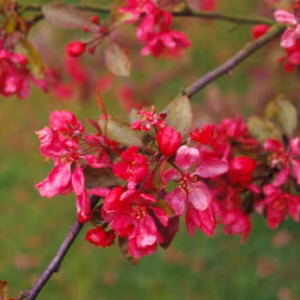 Malus 'Profusion'