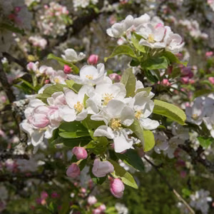 Malus 'Red Sentinel'