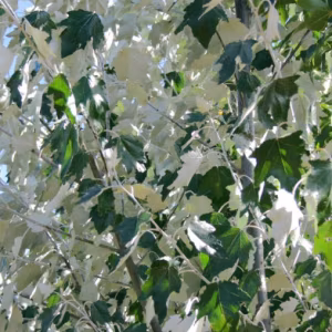 Populus Alba